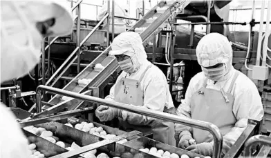  ?? NORIKO HAYASHI/THE NEW YORK TIMES ?? Human workers remove eyes from potatoes at a Yamazaki Group factory in Asahikawa, Japan.