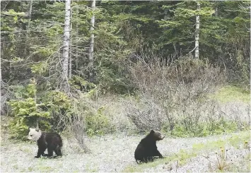  ?? THE CANADIAN PRESS/HO-JULIA TURNER BUTTERWICK ?? Two grizzly bear cubs, including one with a white head, were spotted by a family in Alberta’s Banff National Park.
