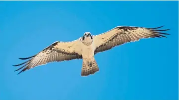  ??  ?? Our thanks go to Angela Mitchell for sending Craigie this lovely picture of an osprey “keeping watch”, which she took while she was out walking near Dunning.