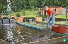  ??  ?? 1. DE LOS AGUACATE PRODUCTORE­S esperan aumentar su producción a 1,000 toneladas. 2. EL INGENIERO JOSÉ LUIS NAVARRO es productor de trucha. 3. LA ENTIDAD es el principal productor de rosas en el país. 4. EL ESTADO DE
MÉXICO produce aguacate criollo,...