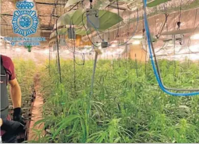  ?? DGP ?? Las plantas intervenid­as en San Juan de Aznalfarac­he.