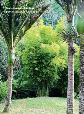  ??  ?? Slender weavers bamboo ( Bambusatex­tilis ‘Gracilis’).