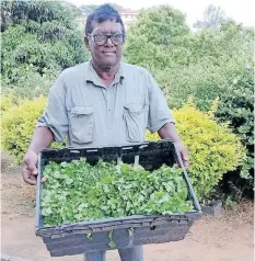  ?? Supplied ?? PETER Naicker with his healthy bunches of dhania from this week’s crop.