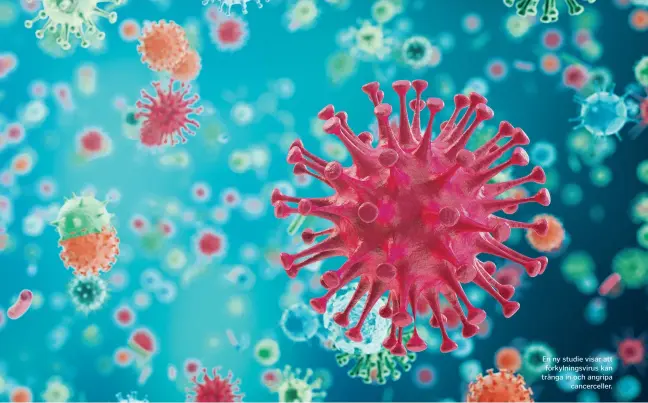  ??  ?? En ny studie visar att förkylning­svirus kan tränga in och angripa cancercell­er.