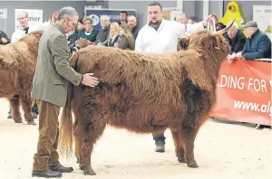  ?? Pictures: Ron Stephen. ?? Judge Alan Bosomworth, from Lochgilphe­ad, looking over the senior Highland male class.