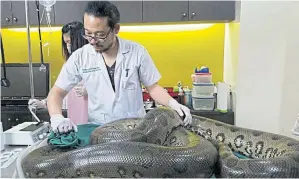  ?? FB/TAWEESAK ANANSIRIWA­TTANA ?? A team of veterinari­ans at Khlong Luang Animal Hospital in Pathum Thani performed a successful operation to remove a 1kg tumour from near an anaconda’s heart.