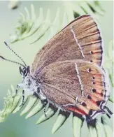  ??  ?? Black hairstreak, by Brian Henham