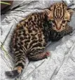  ?? U.S. Fish and Wildlife Service ?? A 3-week-old ocelot kitten is found in Laguna Atascosa National Wildlife Refuge near South Padre Island.