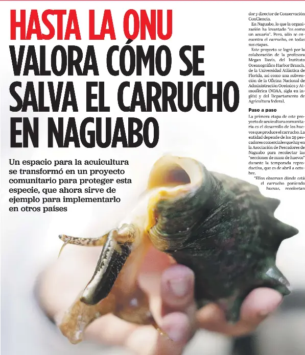HASTA LA ONU VALORA CÓMO SE SALVA EL CARRUCHO EN NAGUABO - PressReader