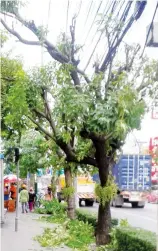  ??  ?? HATCHET JOB: Often when trees are pruned in Bangkok, their branches are reduced to stubs.