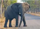 ?? ASSOCIATED PRESS FILE PHOTO ?? An elephant crosses a road at a national park in Hwange, Zimbabwe. Federal prosecutor­s in Colorado have indicted the owner of a South African hunting company, accusing the man of breaking U.S. law on hunting elephants and importing ivory.