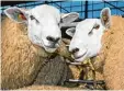  ?? Foto: W. Runge, dpa ?? 150 Schafe der Rasse Texel sind ver schwunden.
