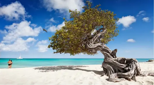  ??  ?? Il famoso albero fofoti (sopra) è il simbolo di Aruba, isola ricca di colori e sapori come quello dolcissimo del Dragon Fruit (a lato), ricco di probiotici.
The famous fofoti tree (above) is the symbol of Aruba, an island rich in colors and flavors such as the sweet Dragon Fruit
(on the side), rich in probiotics.