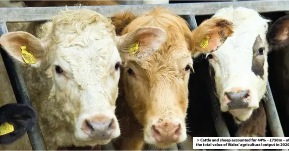  ??  ?? > Cattle and sheep accounted for 44% – £750m – of the total value of Wales’ agricultur­al output in 2020