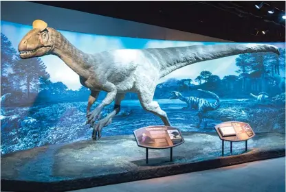  ?? ASHLEE REZIN/ SUN- TIMES ?? The Field Museum’s new exhibit includes this model of a Cryolophos­aurus, the largest carnivorou­s dinosaur of the early Jurassic period. The 25- foot- long dinosaur is covered in feathers.