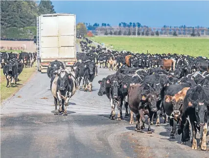  ?? Photo: JOHN KIRK-ANDERSON/FAIRFAX NZ ?? Dairy cows move along Thompsons Track near Rakaia during ‘‘Gypsy Day’’ – the annual stock movement day which marks the end of the milking season.