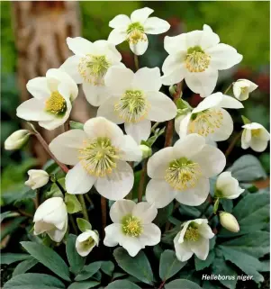  ??  ?? Helleborus niger.