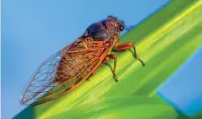  ??  ?? Volo radente
Le cicale sotterrane­e si nascondono nelle zolle di terra