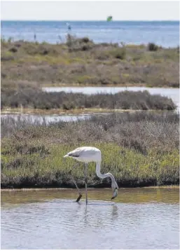  ?? Zowy Voeten ?? Un flamenc al delta de l’Ebre.