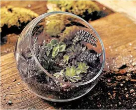  ?? TRIBUNE NEWS SERVICE ?? Terrariums are miniature landscapes that feature succulents encapsulat­ed in containers made of blown glass, ornate clay pots or a variety of other materials.
