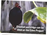  ??  ?? Crested partridge can be seen at the Eden Project