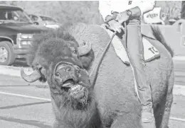  ?? ALEXIS MACKLIN/THE REPUBLIC ?? A buffalo provides a lift at the 2015 edition of the Wild West Days Parade in Cave Creek.