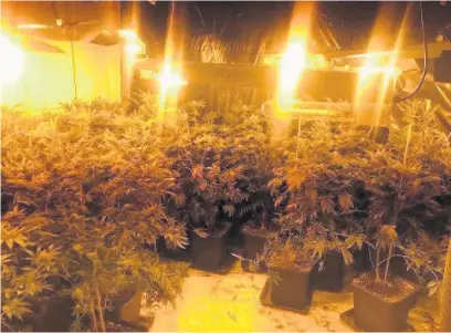  ?? GMP ?? ●●Cannabis plants with an estimated street value of £30,000 which were discovered during a police raid at a property in Castleton