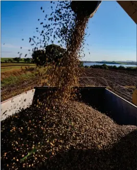  ?? ?? While the sunlit setting may look idyllic, it’s also a busy workplace for William as he sets about harvesting the crop of beans, piling the trailer high, helping to lower future feed costs.