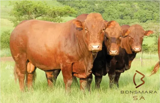  ?? PHOTOS: Supplied ?? ABOVE: Have your bulls tested for fertility three to six weeks before the beginning of the mating season. In addition, perform a sheath wash to test for trichomoni­asis and campylobac­ter (vibriosis).