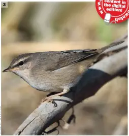  ??  ?? 3 Dusky Warbler (Ongi Valley, Mongolia, 13 September 2019). Unlike Common Chiffchaff, Dusky Warbler often has a rather stiff carriage and a somewhat ‘neckless’ appearance, a ‘look’ captured well here. Note also the slim bill, rich brown plumage and a striking face pattern comprising a long but narrow superciliu­m (slightly more buffy behind the eye than in front), a strong dark loral line and a white lower eyering. The bill has extensive orange in the lower mandible and the legs are also subtly orange.