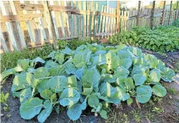  ?? ?? ABOVE: Healthy vegetables to feed a family one month after planting