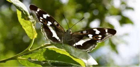  ??  ?? Knepp Wildland, New Barn Farm, near Horsham, West Sussex Rewilded farmland and now a hotspot in July for the Purple Emperor and White Admiral (above); August for the Brown Hairstreak. Public footpaths cross the estate or visitors can go glamping on...