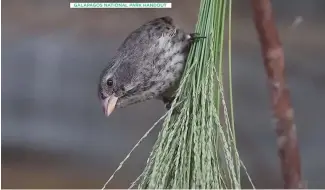  ?? ?? Finch on a branch inside a caring case.