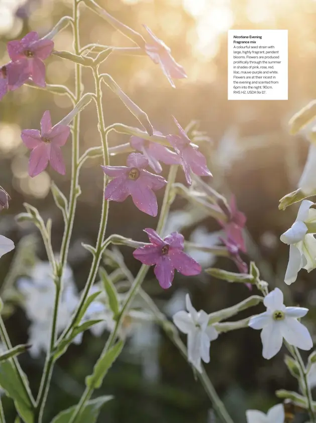  ??  ?? Evening Fragrance mix