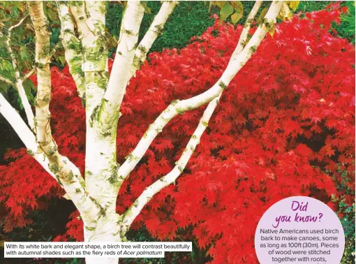  ??  ?? With its white bark and elegant shape, a birch tree will contrast beautifull­y with autumnal shades such as the fiery reds of Acer palmatum