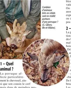  ??  ?? Combien d’animaux tirés en refaits sont en réalité porteurs d’une perruque ? (G. Gibory, Ille-et-Vilaine).