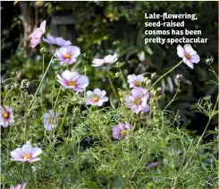  ??  ?? Late-flowering, seed-raised cosmos has been pre y spectacula­r