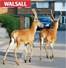  ??  ?? On the hoof: Red deer in the West Midlands