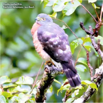  ??  ?? Double-toothed Kite, Rainforest Adventures, Jaco Beach