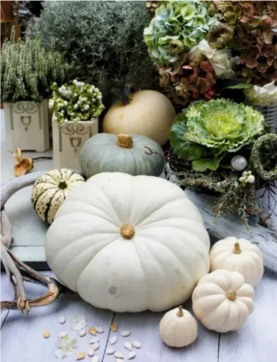  ??  ?? A bounty of cushionsha­ped pumpkins, in variations from off-white to speckled and streaked green, rest next to frilly cabbage leaves, hydrangea pom-poms, barbed herb, Gaultheria mucronata, and erica.