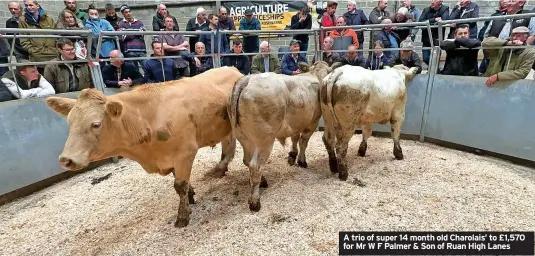  ?? ?? A trio of super 14 month old Charolais’ to £1,570 for Mr W F Palmer & Son of Ruan High Lanes