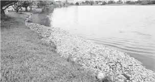  ??  ?? IKAN MATI: Ribuan bangkai ikan kelihatan timbul di permukaan tasik di UNIMAS.