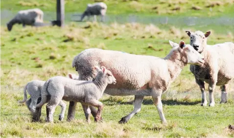  ?? Photo / NZME ?? Ewes with twins at foot are making $390 as record sheep prices continue.