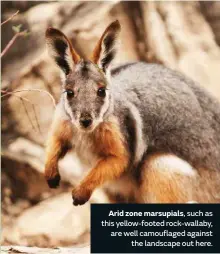  ??  ?? Arid zone marsupials, such as this yellow-footed rock-wallaby, are well camouflage­d against the landscape out here.