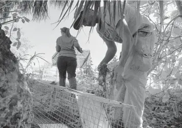  ?? TAIMY ALVAREZ/STAFF PHOTOGRAPH­ER ?? Research technician Nathan Schwartz and Jenny Ketterlin, a wildlife biologist and research coordinato­r with UF, pick up traps containing different types of bait as part of a $63,000 iguana research project.