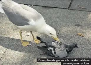  ??  ?? Exemplars de gavina a la capital catalana es mengen un colom.