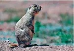  ?? NEW MEXICAN FILE PHOTO ?? Prairie dogs are native wildlife, and wildlife population­s are in steep decline.