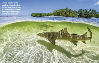  ??  ?? Lemon sharks in the shallow waters leading to the mangrove forests of the Bahamas. Above: flamingos at the highly caustic Lake Natron.