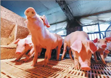  ?? WU BO / FOR CHINA DAILY ?? Piglets are held in pens at a modern pig farm in Beijing on April 30.