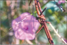  ??  ?? A wildflower is seen through barbed-wire in the U.N.-controlled buffer zone in Cyprus.